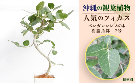 fu.... налог Okinawa. декоративное растение популярный fi rental Ben ga Len sis7 номер угол горшок Okinawa префектура ... город 