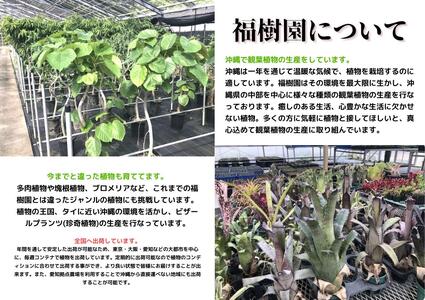 fu.... налог Okinawa. декоративное растение популярный fi rental Ben ga Len sis7 номер угол горшок Okinawa префектура ... город 