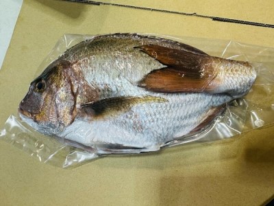 fu.... tax ( refrigeration ) Ise city .. production morning .. fresh genuine sea bream 1 pcs | castle water production .. sea bream want .... fish three-ply prefecture south Ise city block 