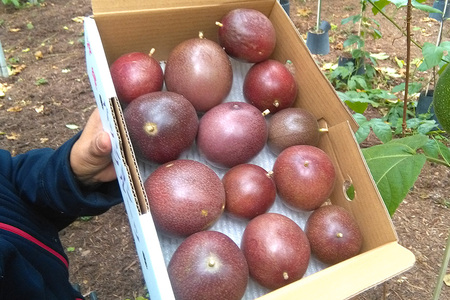 fu.... tax [2024 year shipping ] small . san house. passionfruit approximately 2kg Okinawa prefecture thread full city 