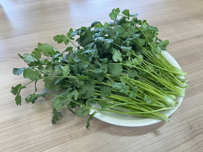 fu.... tax LED hydroponic culture potherb ( coriander )250g Ehime prefecture . north block 