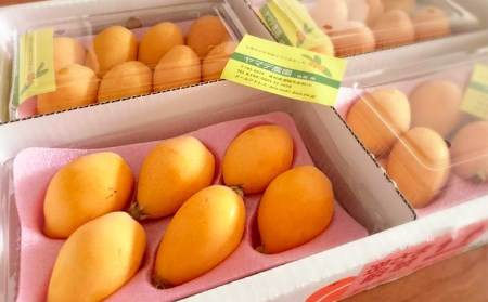 fu.... tax loquat fruit recommendation 6~8 piece × 4 pack . fruits gift .. limited time Kochi prefecture . cape city (..... tax ranking can pe.. Kochi prefecture . cape city 