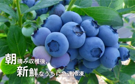 fu.... tax [ preceding reservation ] freezing have machine blueberry 1.2kg(400g×3 sack ) Shimane . south block 