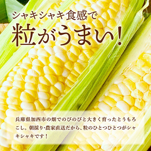 fu.... tax morning .. corn 5ps.@(2kg rom and rear (before and after) )[2024 year preceding reservation ].... field agriculture house direct delivery morning .. fresh Hyogo prefecture production camp BBQ outdoor small amount.. Hyogo prefecture . west city 