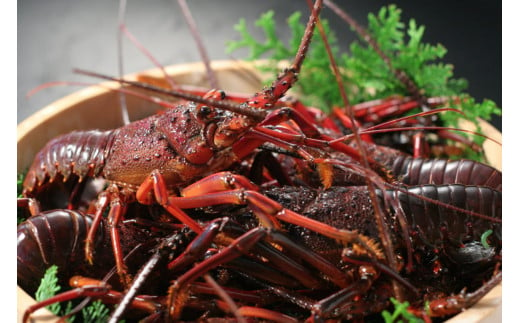 fu.... tax shrimp spiny lobste Shizuoka prefecture south . legume block preceding reservation . Ise city sea .(2~5 tail ).... Ise city sea .. Ise city sea . fresh fish sea ... popular name production high class recommendation number...