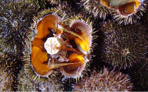 fu.... tax Hokkaido . writing block Hokkaido . writing island production no addition salt water sea urchin (ezo hemicentrotus )100g×5 raw ......