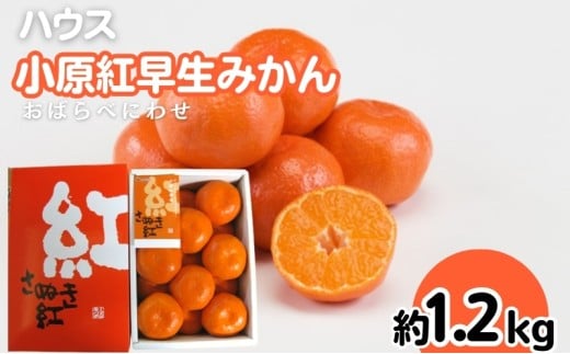 【ふるさと納税】みかん 通常品 サイズおまかせ 1kg台 みかん、柑橘類の商品画像