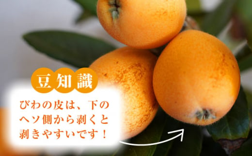 fu.... tax Nagasaki prefecture west sea city loquat biwa( Nagasaki . raw ) approximately 1.5kg west sea city biwa loquat biwa fruit fruit <.. regular .> [CDM003]