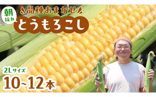 fu.... tax Ibaraki prefecture Sakura river city [2024 year preceding reservation ] Ibaraki prefecture Sakura river city production agriculture house direct delivery morning .. corn 10~1 2 ps approximately 4kg 2L size and more ( 2024 year 7 month on . shipping beginning ) morning...