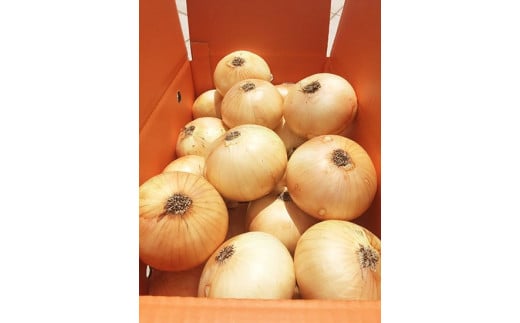 fu.... tax Hyogo prefecture south ... city [12 months fixed period flight ][ ripening . sphere leek ]10kg
