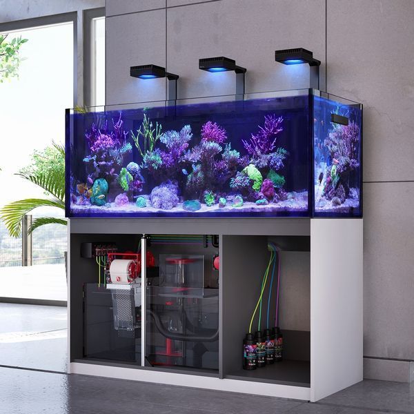  красный si- Lee мех G2+ 250 фланец имеется черный Red sea REEFER почта Seino отделение прекращение 