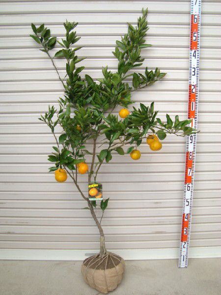 [. river . raw mandarin orange ] 5 year raw connection tree seedling large seedling Unshu mi can * delivery date designation : shipping expectation 2024 year 6 month middle . on and after sequential * [ fruit tree sapling .. mandarin orange ]