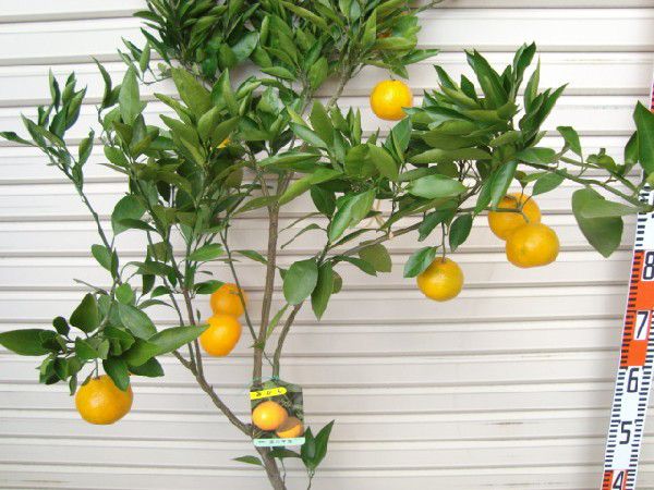 [. river . raw mandarin orange ] 5 year raw connection tree seedling large seedling Unshu mi can * delivery date designation : shipping expectation 2024 year 6 month middle . on and after sequential * [ fruit tree sapling .. mandarin orange ]
