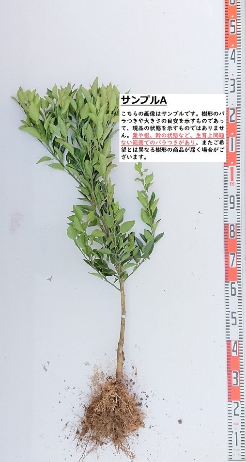 [.. less . and ] 2 year raw connection tree seedling ( element .. seedling ) * delivery date designation : shipping expectation 2024 year 3 month middle . on and after sequential shipping expectation * [mi can * garden -stroke - Lee * fruit tree sapling ]