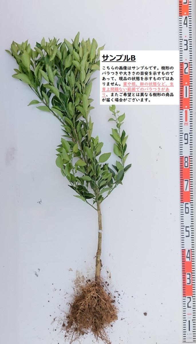 [.. less . and ] 2 year raw connection tree seedling ( element .. seedling ) * delivery date designation : shipping expectation 2024 year 3 month middle . on and after sequential shipping expectation * [mi can * garden -stroke - Lee * fruit tree sapling ]