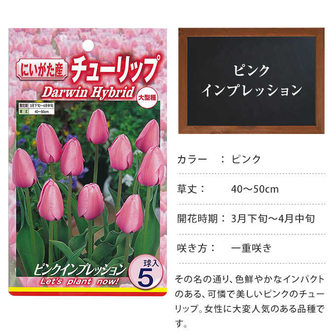 球根 秋植え 栽培 春に咲く 花 花壇 趣味 園芸 チューリップ球根 ピンクインプレッション 5球セット Pg ガーデン用品屋さん 通販 Yahoo ショッピング