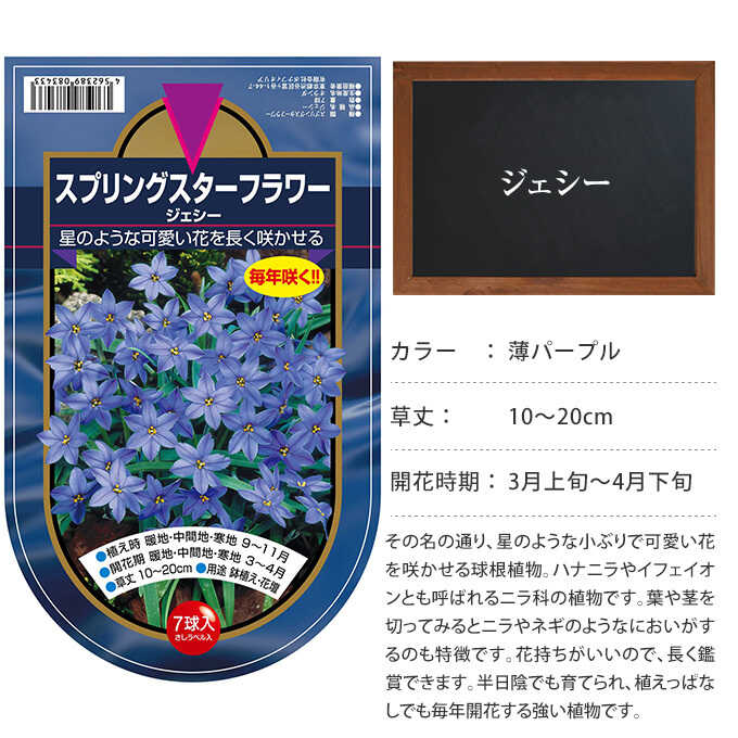 球根 秋植え 栽培 春に咲く 花 花壇 趣味 園芸 スプリングスターフラワー ジェシー 7球セット Pg ガーデン用品屋さん 通販 Yahoo ショッピング