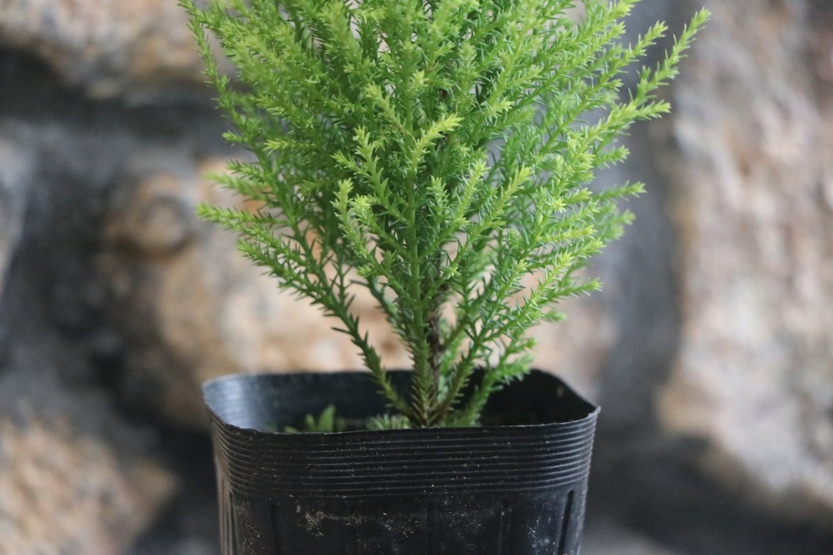  goldcrest Will ma3 number pot seedling conifer .... potted plant 