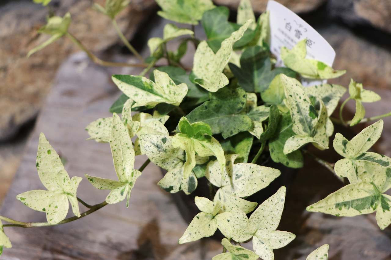 . entering ivy Snow White 2.5~3 number pot seedling ivy hedera .... flower . potted plant stylish dressing up pretty strong ..... color leaf ground cover 