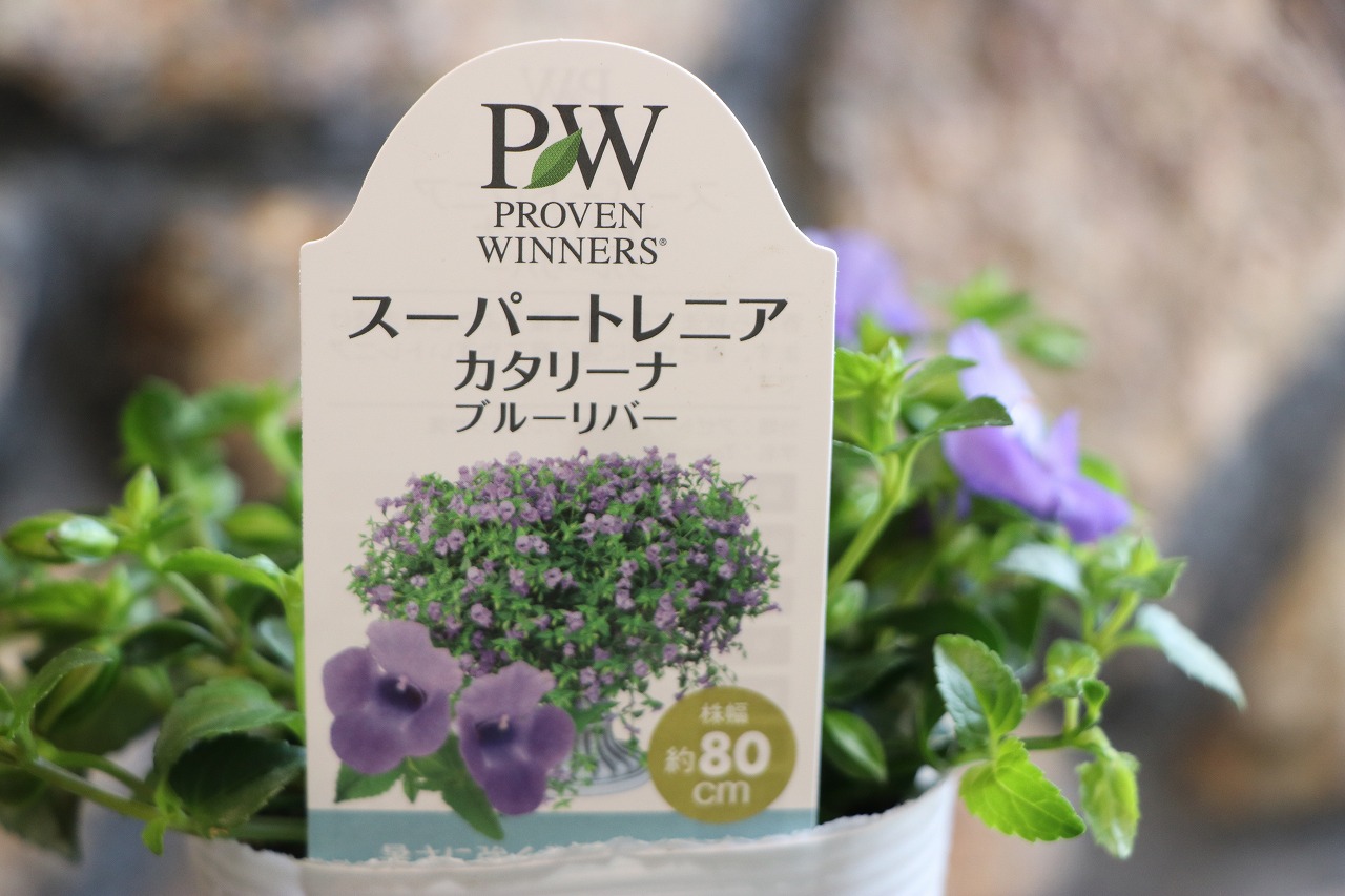 PW super toreni красный ta Lee na голубой li балка 3.5 номер pot рассада torenia.... цветок . растение в горшке модный модный симпатичный весна. цветок лето. цветок осенний цветок цветок рассада начинающий 