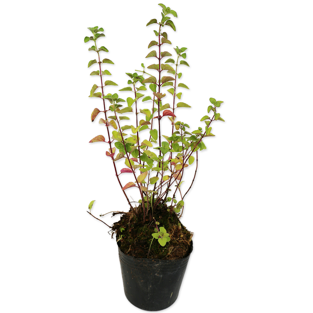  oregano 9.0cm pot 30 piece seedling 