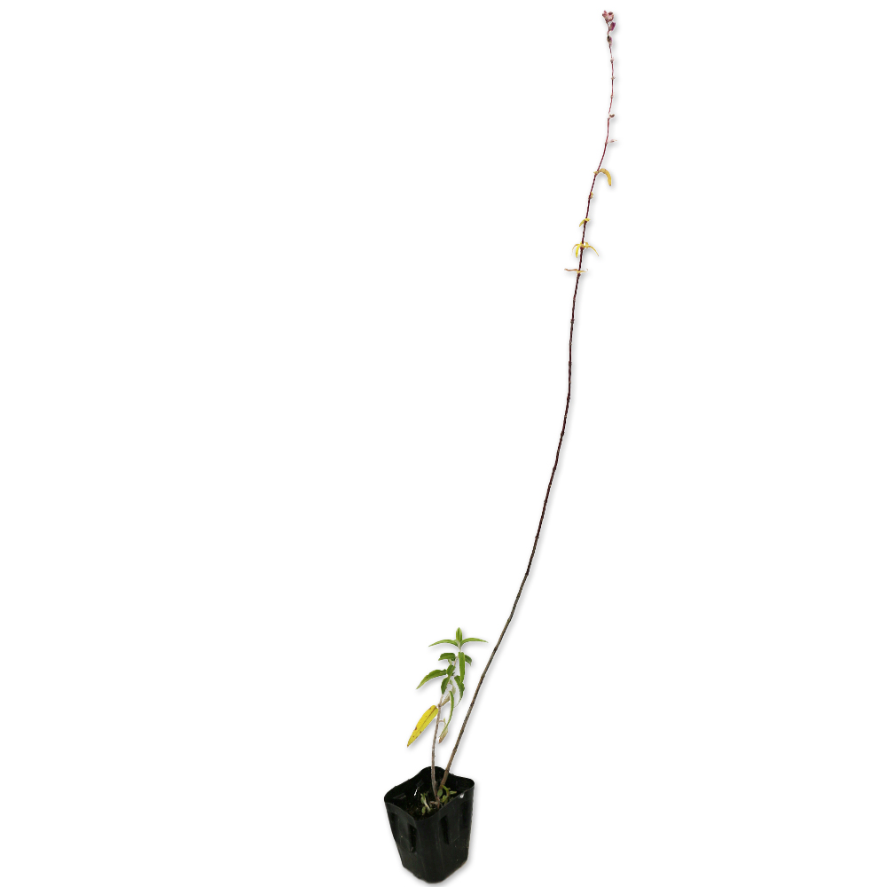  аметист шалфей 9.0cm pot 30 шт рассада 