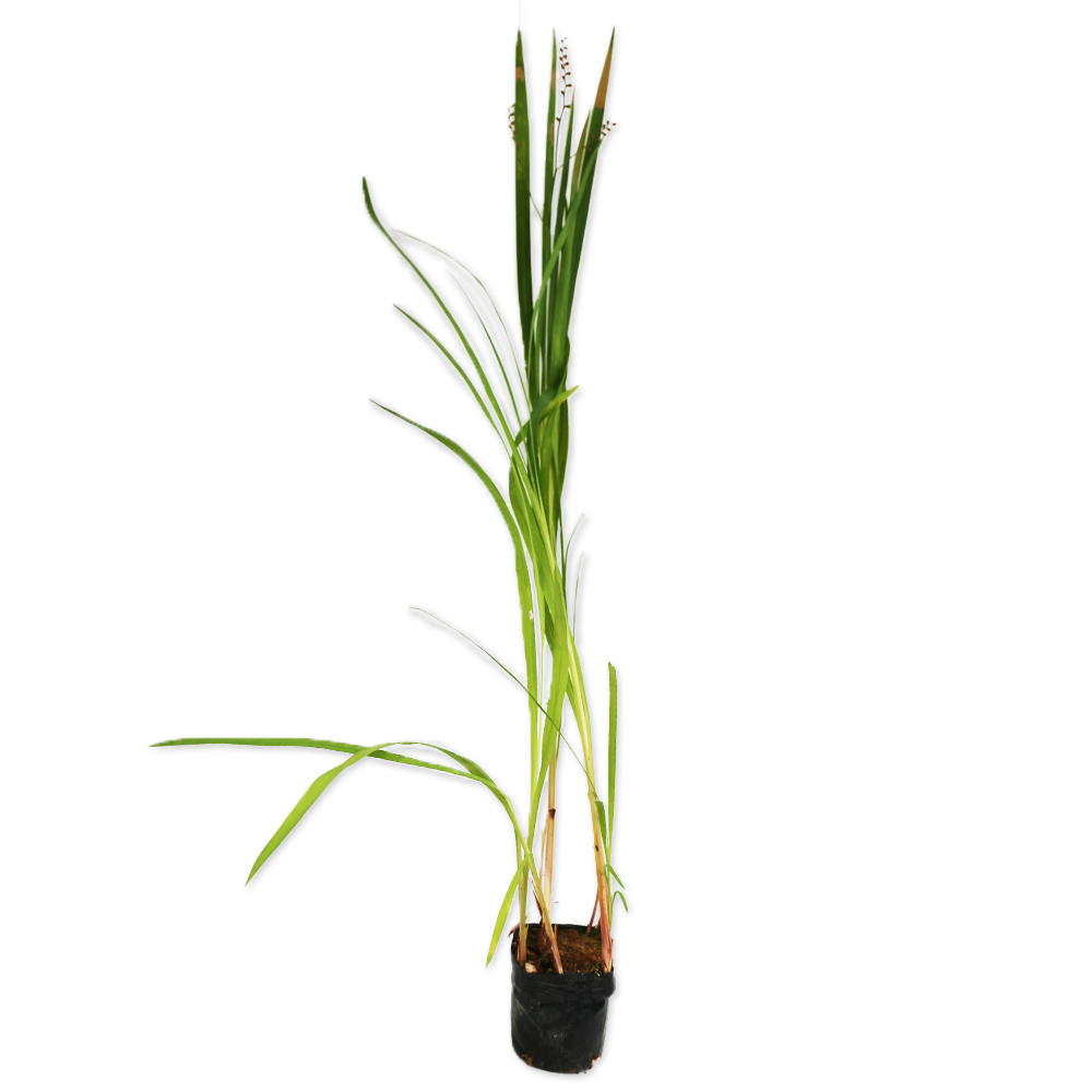 monto blur Cheer 10.5cm pot seedling 