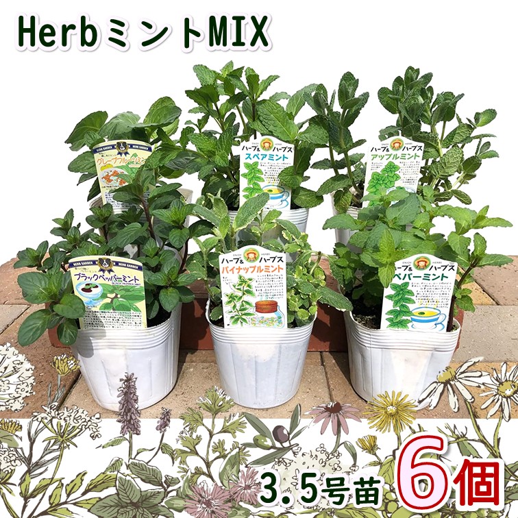  herb seedling mint seedling incidental 6 piece set 3.5 number pot (Φ10.5cm)botanikaru garden planter ..... herb popular stylish spice cooking sachet 