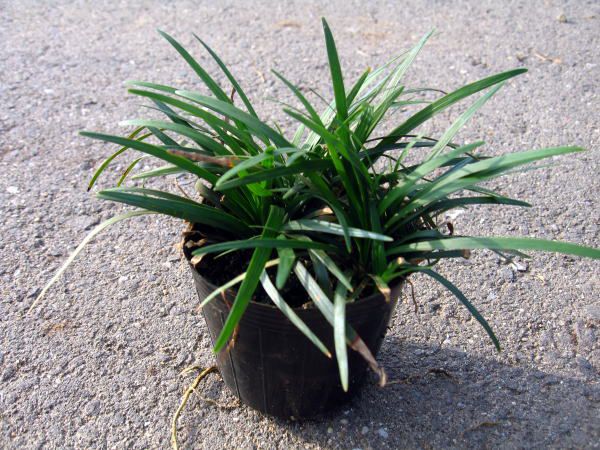  ophiopogon japonicus sphere dragon 120 pot diameter 7.5cm free shipping next day shipping possible gardening undergrowth ground cover 