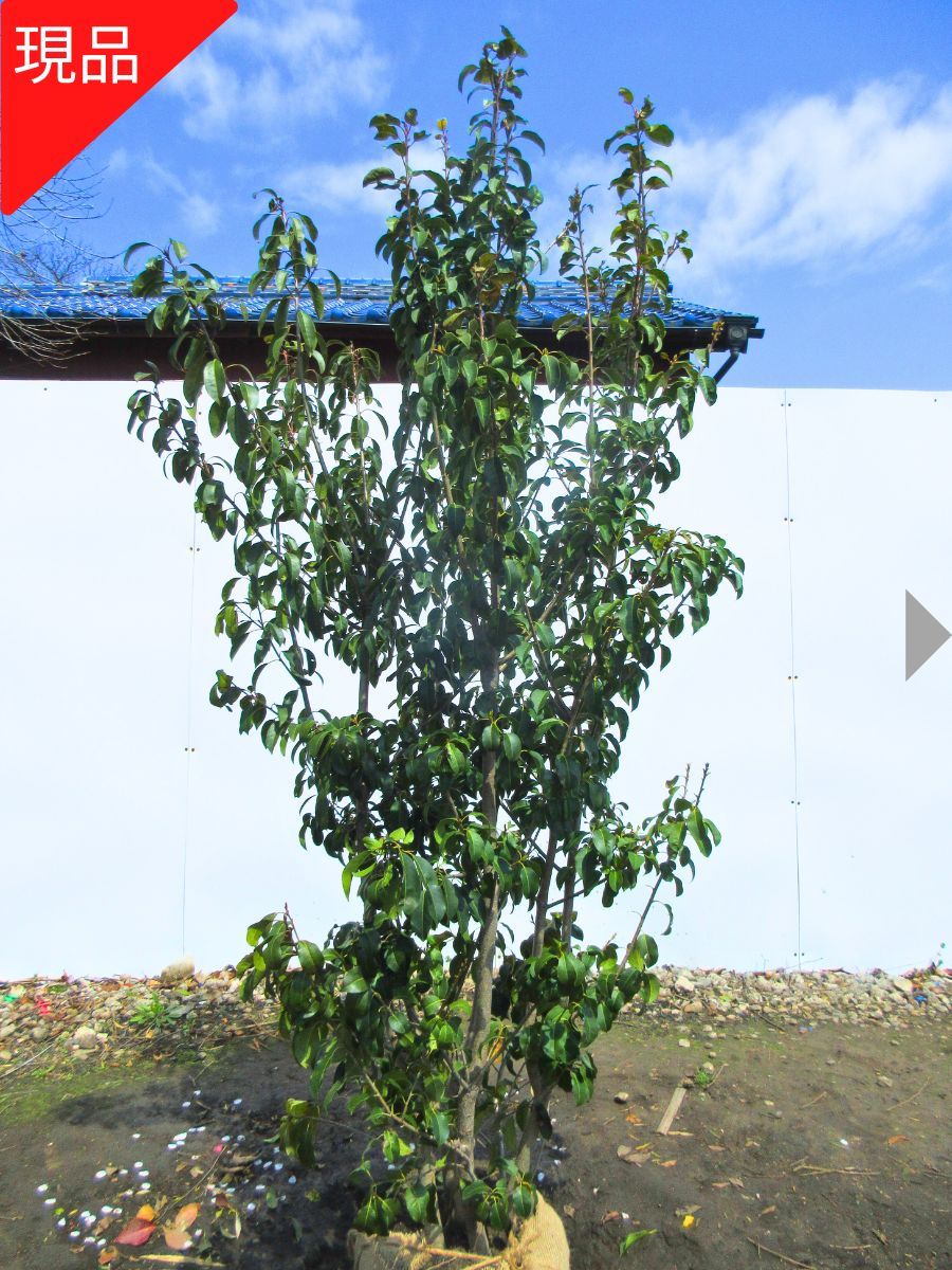  reality goods shipping Ilexpedunnculosa ( female stock ) stock .. height of tree 1.8-2.1m( root pot not included ) symbol tree garden tree plant evergreen tree evergreen height tree 