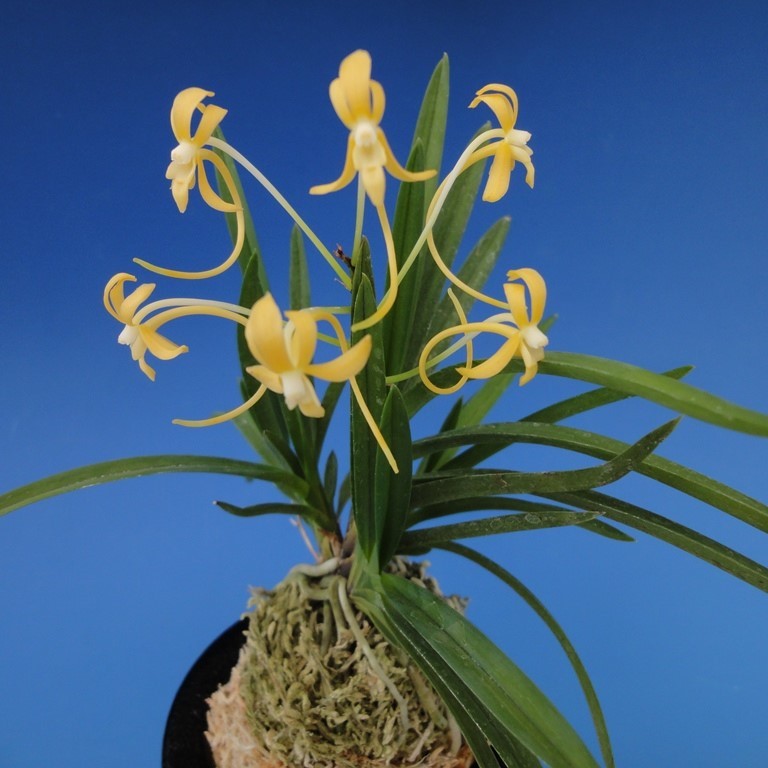 [ богатство и знатность орхидея ] желтый .(....)1 статья / цветок орхидея классика растения fu Ran 