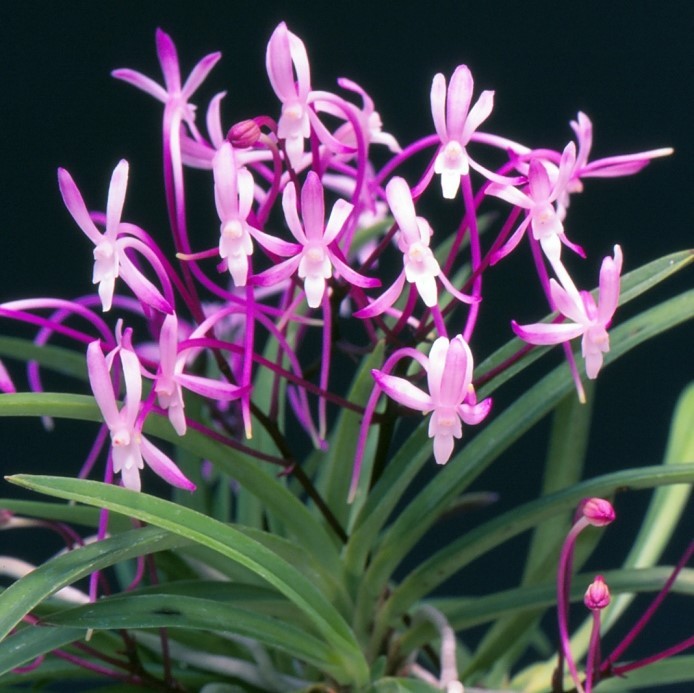[ богатство и знатность орхидея ]. Tenno (..... .)1 статья / цветок орхидея классика растения fu Ran 