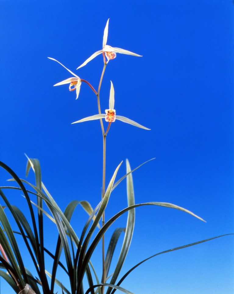 [ Япония холод орхидея ] лебедь (. ....)/ цветок орхидея Восток орхидея холод орхидея 