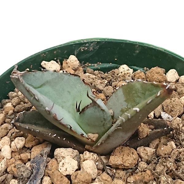  agave chitanota blue ryuuzetsu Ran .2.5 number 7.5cm hardness pra pot . photographing pulling out seedling shipping 