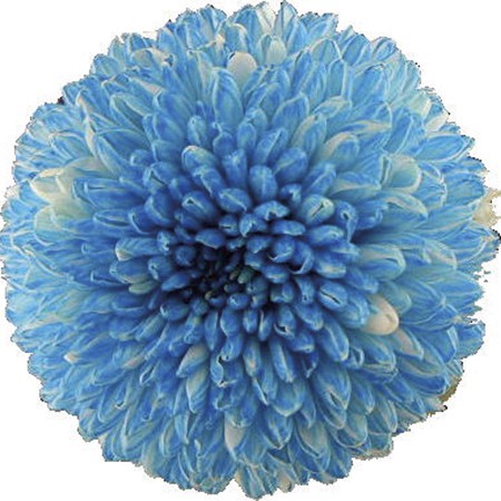  day limitation 07pa less chemistry fantasy 1L blue 167-2014-3 raw . flower natural flower tool cut flower coloring .