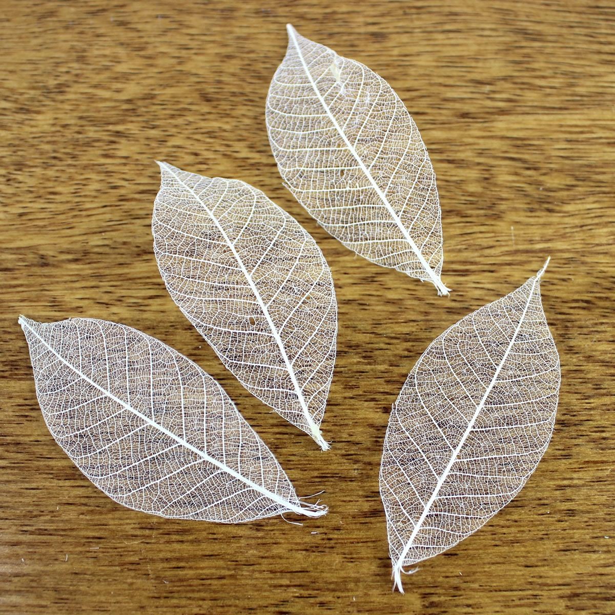  dry large ground agriculture . Mini skeleton leaf small approximately 40 sheets white 51493-011 dry leaf thing leaf 