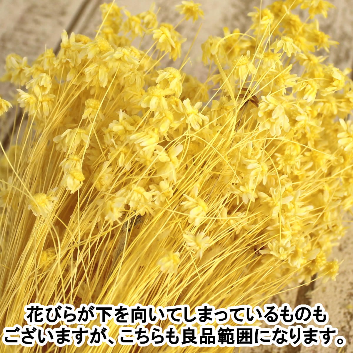  dry large ground agriculture . Star flower Mini white 12g 30194-011 dry flower material for flower arrangement Star flower 