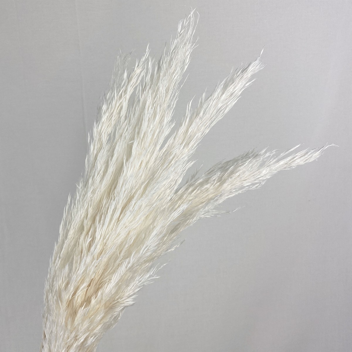  dry large ground agriculture .p room Lead approximately 5 pcs insertion . white 51320-011 dry . thing bread Pas glass series 