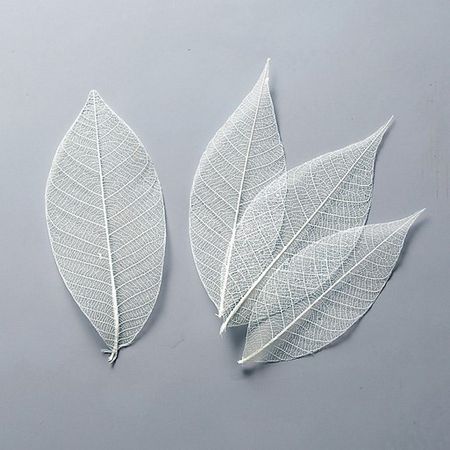  same day shipping dry small amount . large ground agriculture . Mini skeleton leaf small 13 sheets white 51493-011 dry leaf thing leaf 
