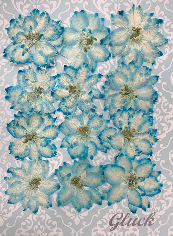 [ pursuit possibility talent flight . delivery ] compact pressed flower thousand bird .( Sky blue )12 sheets little amount . pack . do delivery! hand made 