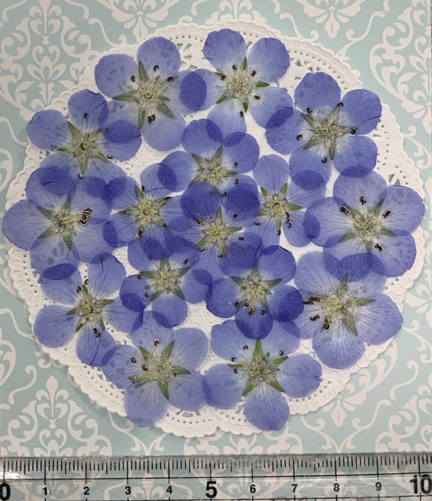 [ pursuit possibility talent flight . delivery ] compact pressed flower nemophila blue ( approximately 16 sheets ). pack . do delivery! hand made 