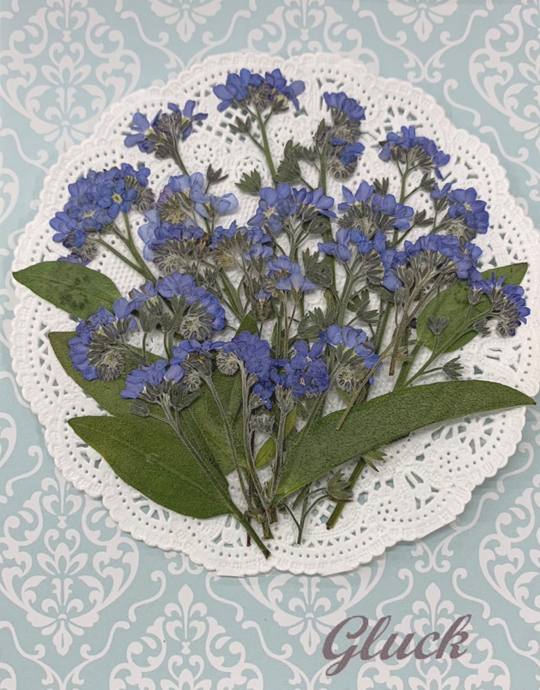 [ pursuit possibility talent flight . delivery ] compact pressed flower myosotis ( blue ) approximately 20ps.@. pack do delivery! pressed flower hand made 