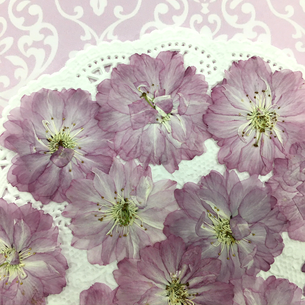 [ pursuit possibility talent flight . delivery ] compact pressed flower double cherry blossom 15 sheets . pack . do delivery!. flower shop san. pressed flower 