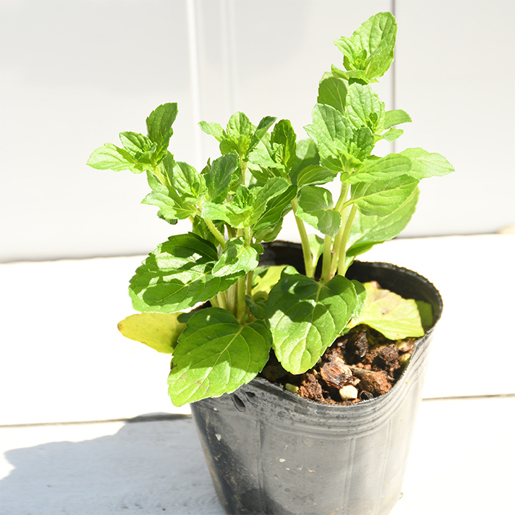  mint seedling [mo heat mint (i L Bab ena)] 3 number pot seedling 