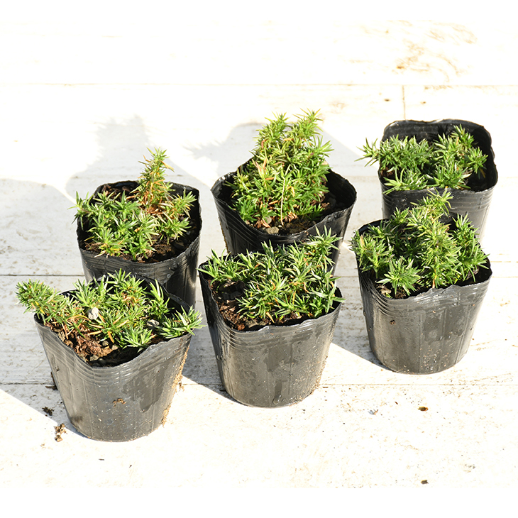 * free shipping * lawn grass Sakura (siba The kla) seedling [ Daniel cushion ] 3 number pot seedling ×6 pcs set 