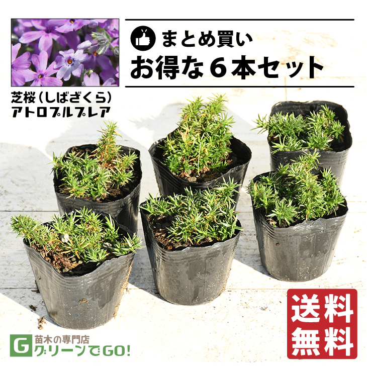 * free shipping * lawn grass Sakura (siba The kla) seedling [a Toro pull p rare ] 3 number pot seedling ×6 pcs set 