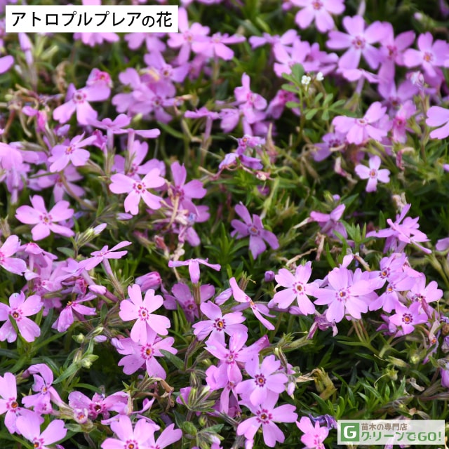 * free shipping * lawn grass Sakura (siba The kla) seedling [a Toro pull p rare ] 3 number pot seedling ×6 pcs set 