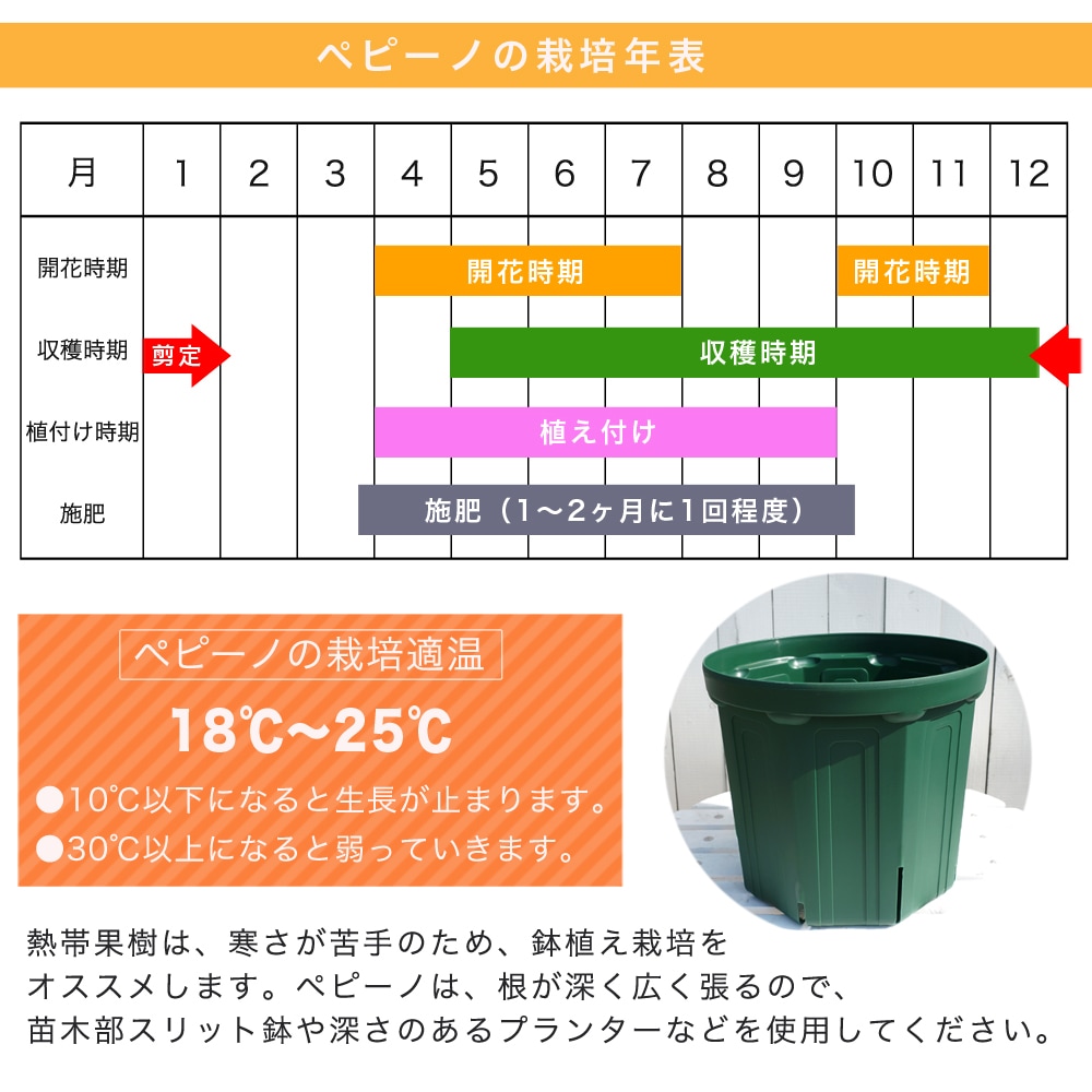 pepi-no3.5 number pot seedling Okinawa prefecture production 