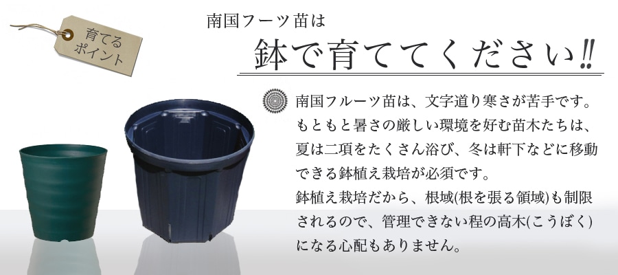 pepi-no3.5 number pot seedling Okinawa prefecture production 