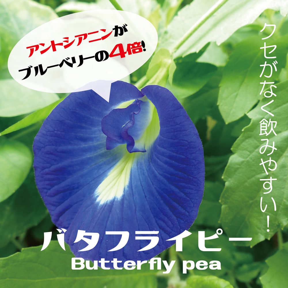  butterfly pi- one -ply ..3 number pot seedling Aichi prefecture production 